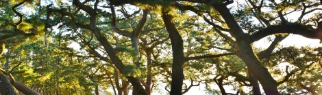 Miho-no-Matsubara Pine Grove