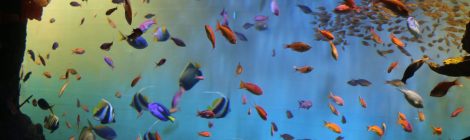 Miyajima Aquarium