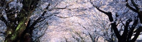 Mochio Park-cherry blossom