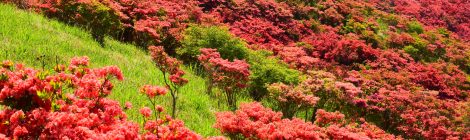 Rhododendron of Mount Katsuragi