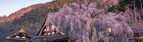 kofu & around