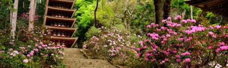 Shakunage Rhododendron of Muro-ji