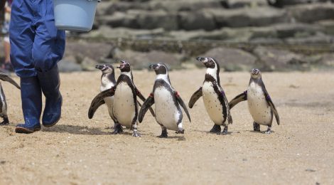 Nagasaki Penguin Aquarium
