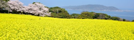 Nokonoshima Island