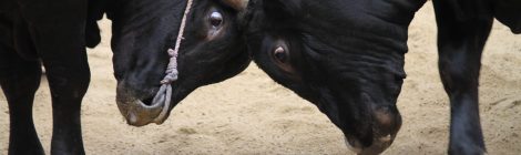 Bull Sumo