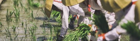 Otaue Rice Planting Festival