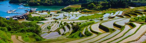 Terraced Rice Fields at Oura