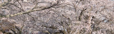 Seibu Park-cherry blossom