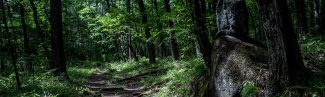 Shingen Bomichi Trail