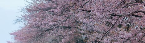 Cherry Trees lined on 20-Ken Road of Shizunai