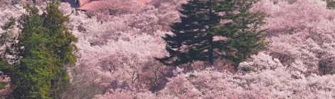 Takato Cherry Blossom Festival