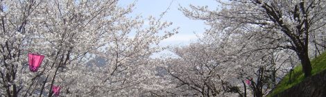 Tateyama Park-cherry blossom