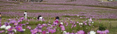 Cosmos at Tonami Yumenotaira-AUT