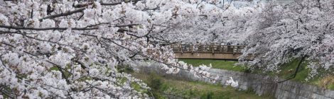 Yamazaki River Cherry Blossoms