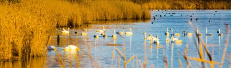 Yonago Mizutori Waterbird Park