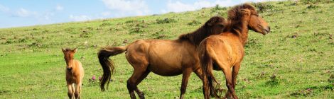 Yonaguni uma Horse Riding