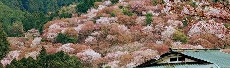 Mount Yoshino: Discover Japan's Famous Cherry Blossom Destination